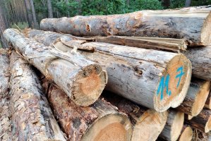 Lasy Państwowe: Nowe zasady sprzedaży drewna stabilizują ceny i ograniczają wywóz surowca z Polski