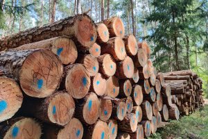 Branża drzewna apeluje o pomoc do Ministra Rozwoju i Technologii
