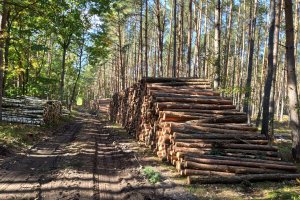 Lasy Państwowe zakończyły pierwszy etap sprzedaży na I półrocze 2023