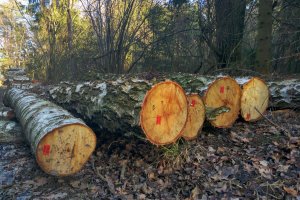 Organizacje pozarządowe wspierają apel przemysłu o utrzymanie certyfikacji FSC w Lasach Państwowych