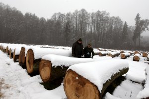Wyniki VIII Regionalnej Submisji Drewna Szczególnego RDLP w Radomiu