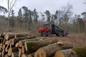 FSC zaprasza do dodatkowych konsultacji w sprawie standardu dla Polski