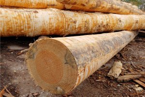 Sektor drzewny walczy o swoją przyszłość