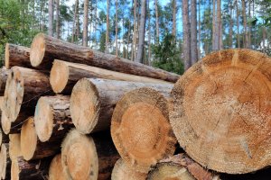 Ubywa polskiego surowca z certyfikatem FSC