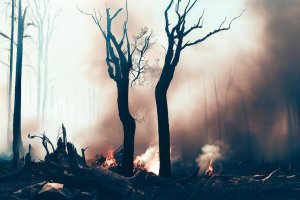 FSC zawiesza certyfikaty w rejonach konfliktu na Ukrainie