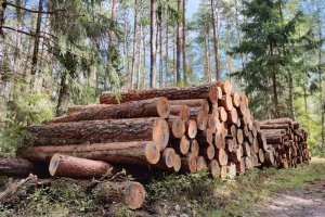 KPPD: Informacja o wartości umów zakupu drewna na II półrocze 2023