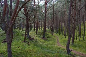 NIK wskazuje na nieprzejrzystość wydatków Lasów Państwowych dokonywanych z funduszu leśnego