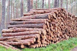 OIGPM komentuje sytuację po rezygnacji z FSC kolejnej dyrekcji regionalnej Lasów Państwowych