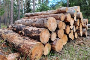 Komunikat w sprawie certyfikacji gospodarki leśnej w Lasach Państwowych