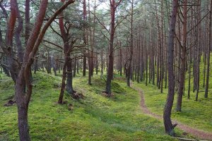 FSC Polska odpowiada na komunikat Lasów Państwowych w sprawie certyfikacji 