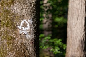 CERTYFIKACJA FSC® POMOCNYM NARZĘDZIEM DO WDRAŻANIA REGULACJI EUDR