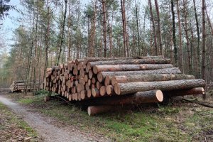 Lasy Państwowe: Harmonogram sprzedaży drewna na I okres 2024r.