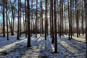 Lasy Państwowe czeka reforma - zapowiada minister klimatu i środowiska
