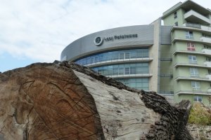 Wiceminister klimatu zapowiada zwolnienia wśród dyrektorów Lasów Państwowych