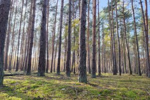 Stanowisko Związku Leśników Polskich w RP w sprawie decyzji ministra Klimatu i Środowiska związanej z ograniczeniem pozyskania drewna