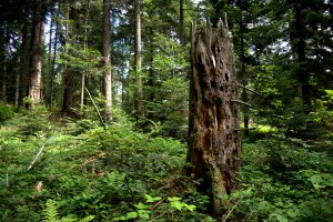 Lasy Państwowe powołały wewnętrzny zespół ds. analiz propozycji ochrony lasów