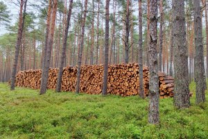 SPPD przedstawiło swoje stanowisko w kwestii gospodarki leśnej, zarządzania lasami i zaopatrzeniem w surowiec drzewny