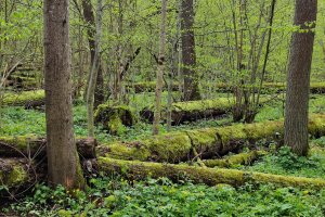 NIK: Gospodarka leśna prowadzona w Puszczy Białowieskiej nie była w pełni zgodna z przepisami dotyczącymi ochrony przyrody.