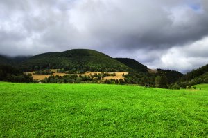 Magurski Park Narodowy ogranicza pozyskanie drewna