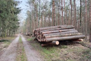 Minister Klimatu i Środowiska powołała "Zespół do spraw wzmocnienia ochrony lasów cennych przyrodniczo i ważnych społecznie"
