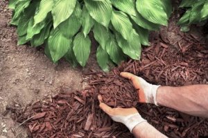 Kora ogrodowa iglasta czy liściasta? Która jest lepsza?