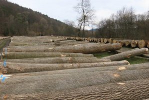 XXV Submisja Drewna Cennego w Nadleśnictwie Brzozów