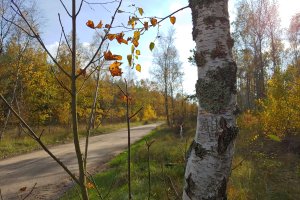 Wspólne stanowisko leśnych związków zawodowych w sprawie działań MKIŚ  