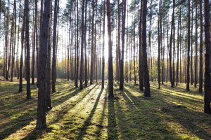 IKEA dokupiła lasy w Finlandii, Estonii i na Łotwie