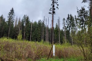 Inicjatywa lokalnego referendum w sprawie Puszczy Białowieskiej