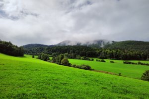 Polityka Unii zagrożeniem dla europejskiego leśnictwa