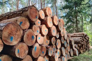 Koszt "moratorium" na pozyskanie drewna może przekroczyć 2 mld zł