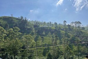 Lasy Świata 2024: Plantacje aromatycznej herbaty i wizyta w Królewskich Ogrodach w Paradeniya