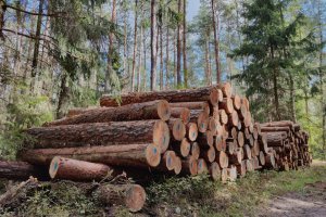 Analiza skutków gospodarczych potencjalnego „wyłączenia z wycinki” 20% obszaru polskich lasów  