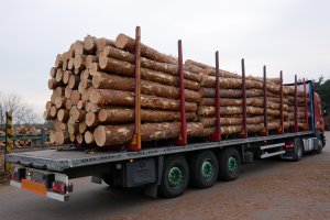 Ukraina wprowadza obowiązek fotodokumentacji dla drewna wywożonego z lasu