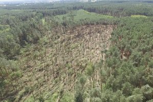 Wiatrołomy po przejściu trąby powietrznej w Nadleśnictwie Leżajsk
