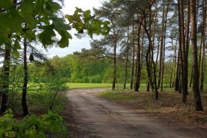 USA nalega na odroczenie terminu wdrożenia EUDR