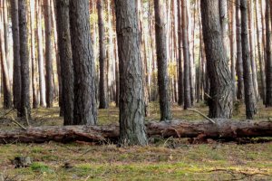 Lasy Państwowe wydłużyły konsultacje ws. moratorium
