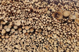 Nowy projekt rozporządzenia dot. drewna energetycznego