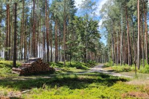 FSC International przedłużyło derogację Lasom Państwowym