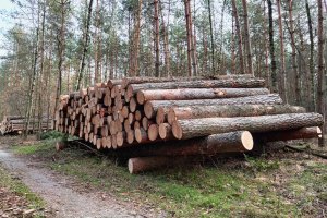 Lasy Państwowe proponują nową grupę podatkową GTU obejmującą drewno surowe