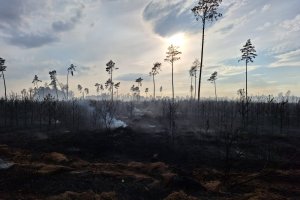 Pożar lasu w Nadleśnictwie Gniezno