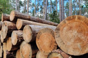Surowca drzewnego w 2025r. będzie mniej, nabywców czekają nowe zasady jego zakupu