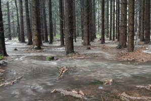 Zarządzanie lasami a powódź w południowo-zachodniej Polsce