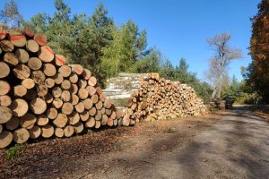 Konsultacje w sprawie modyfikacji Warunków Technicznych na surowiec drzewny