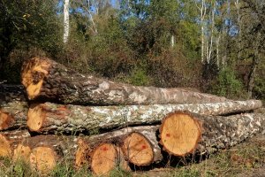 Zmiany w Warunkach Technicznych surowca drzewnego odroczone