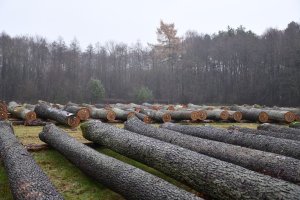 Wyniki X Regionalnej Submisji Drewna Szczególnego RDLP w Radomiu