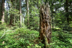 Polecenie minister klimatu i środowiska wyłącza z gospodarki leśnej 2% polskich lasów