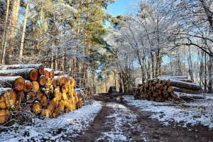 Nabywcy drewna dorzucą się do parków narodowych - projekt zmiany Ustawy o lasach