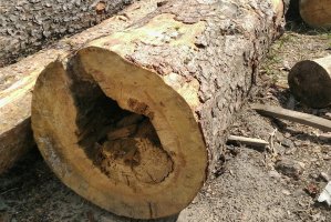 PIGPD: Petycja w sprawie warunków technicznych na drewno okrągłe