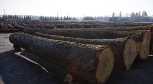 Zapraszamy do udziału w XXVI Submisji Drewna „KROSNO 2025”